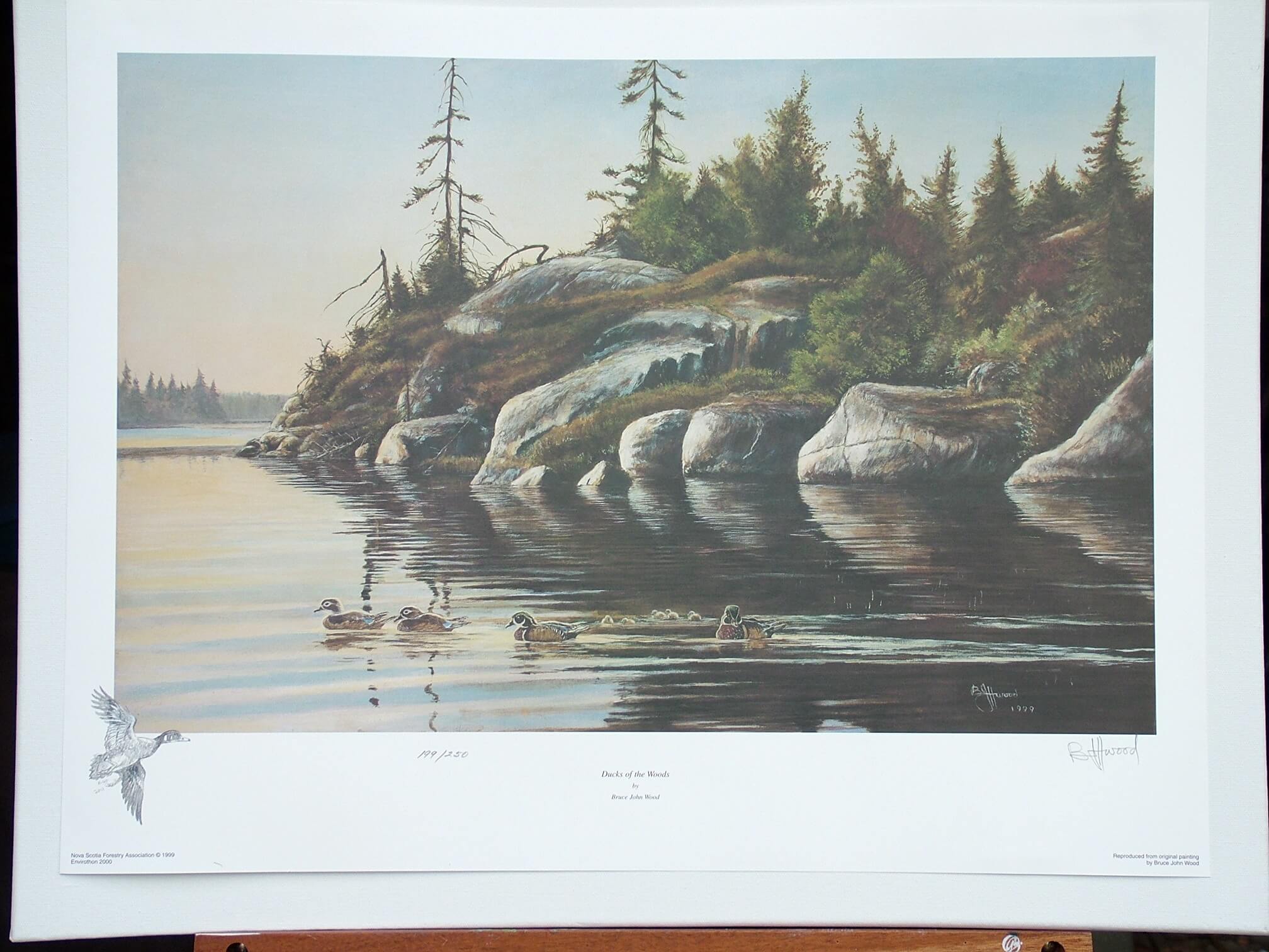 wood ducks bayers lake